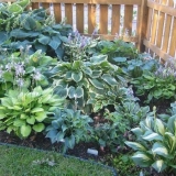 Koja je najbolja kombinacija hosta u pejzažnom dizajnu